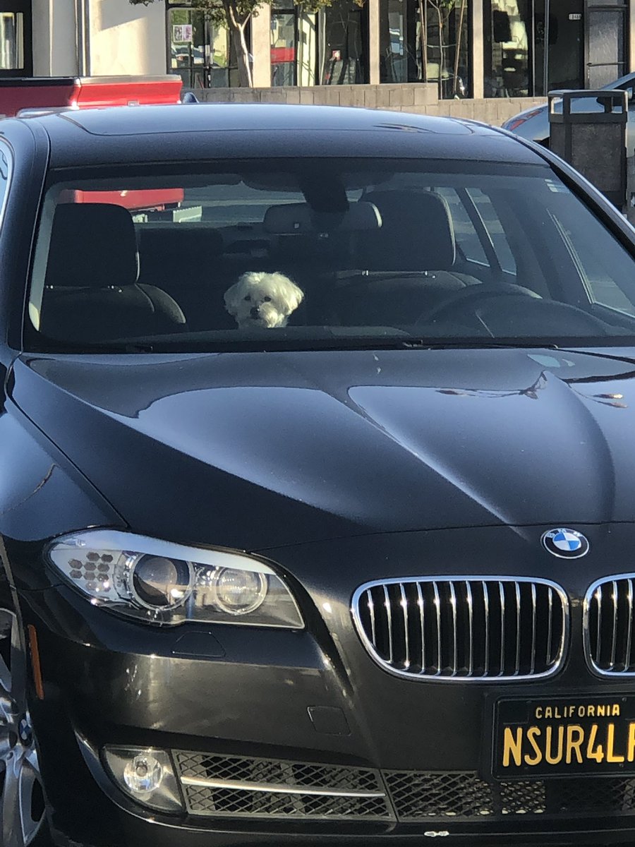 RonBertke's tweet photo. My plus one, partner in crime, opener of my mail or garbage can…Rest in peace little guy. #Winston https://t.co/No0beb8gBg
