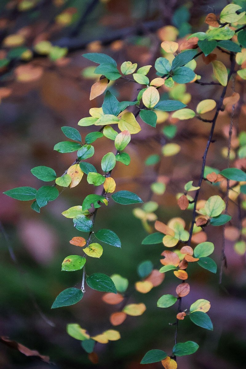 SingingLehrerin's tweet photo. @Sam_Alexandra23 #Multicoloured leaves. https://t.co/SOVsDiskKI