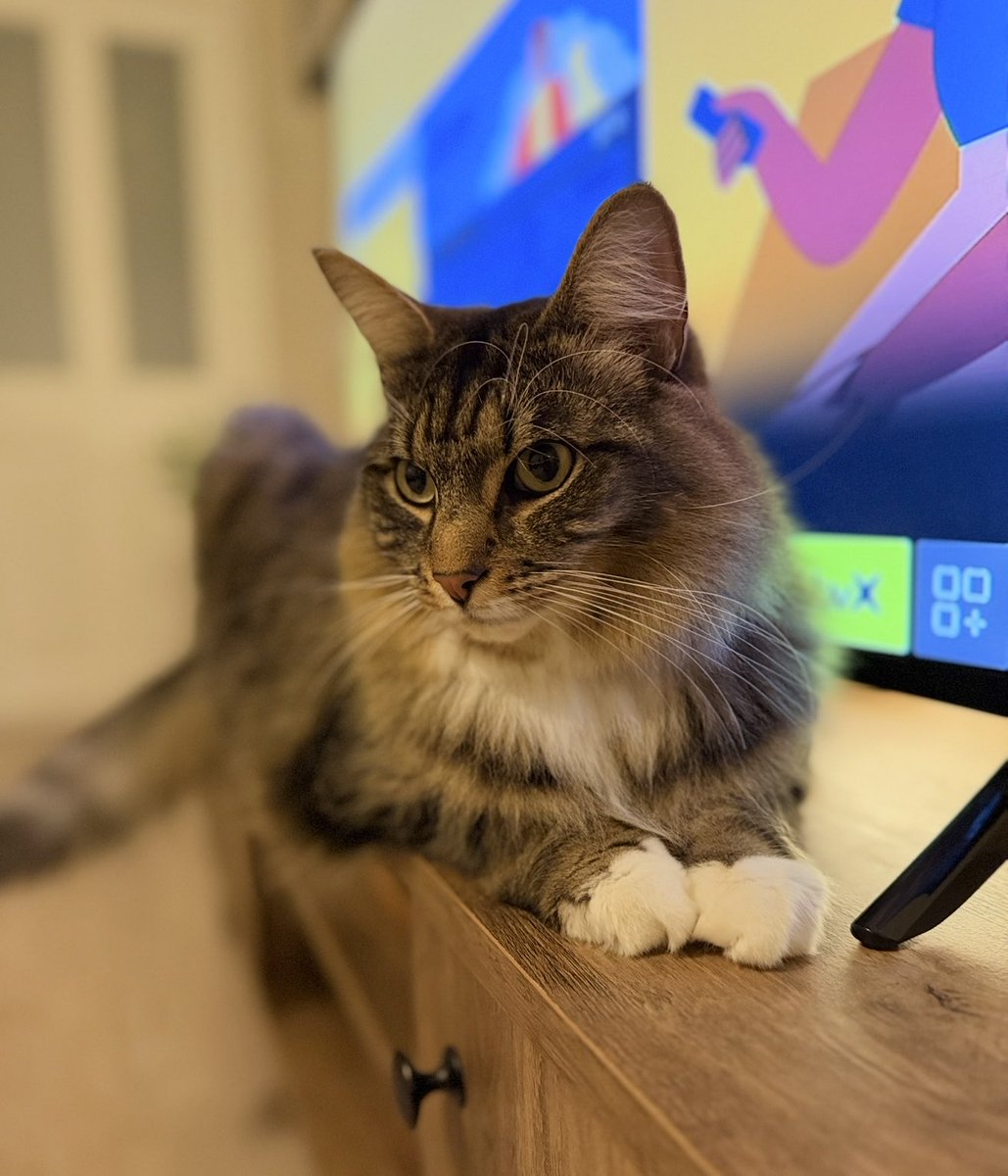 What do you mean you’re trying to watch TV? I’m the star of the show.