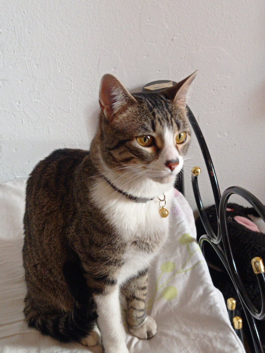 Mi rey hermoso anda conmigo