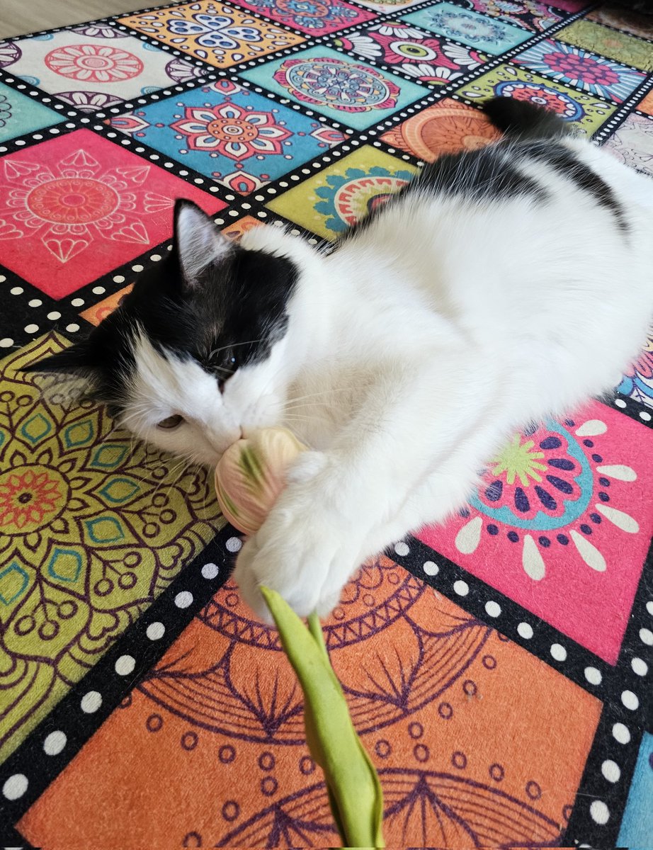 Anyemin çiçeğini kaçırmısdım çonya onu kokyamısdım anyem de benim fotolafımı çekmisdi  #kedim