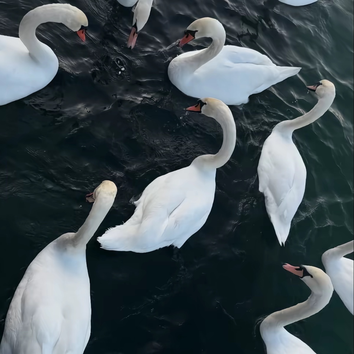 memookhattab's tweet image. My lover Mohmmed is also perfect at taking pics from different angles like me 🫦❤️‍🔥❤️‍🔥💋habibi🫦🫦❤️❤️ my God protect him for me in every country on this earth 

Pics by Mohmmed’s phone💋💋❤️‍🔥✈️✈️✈️