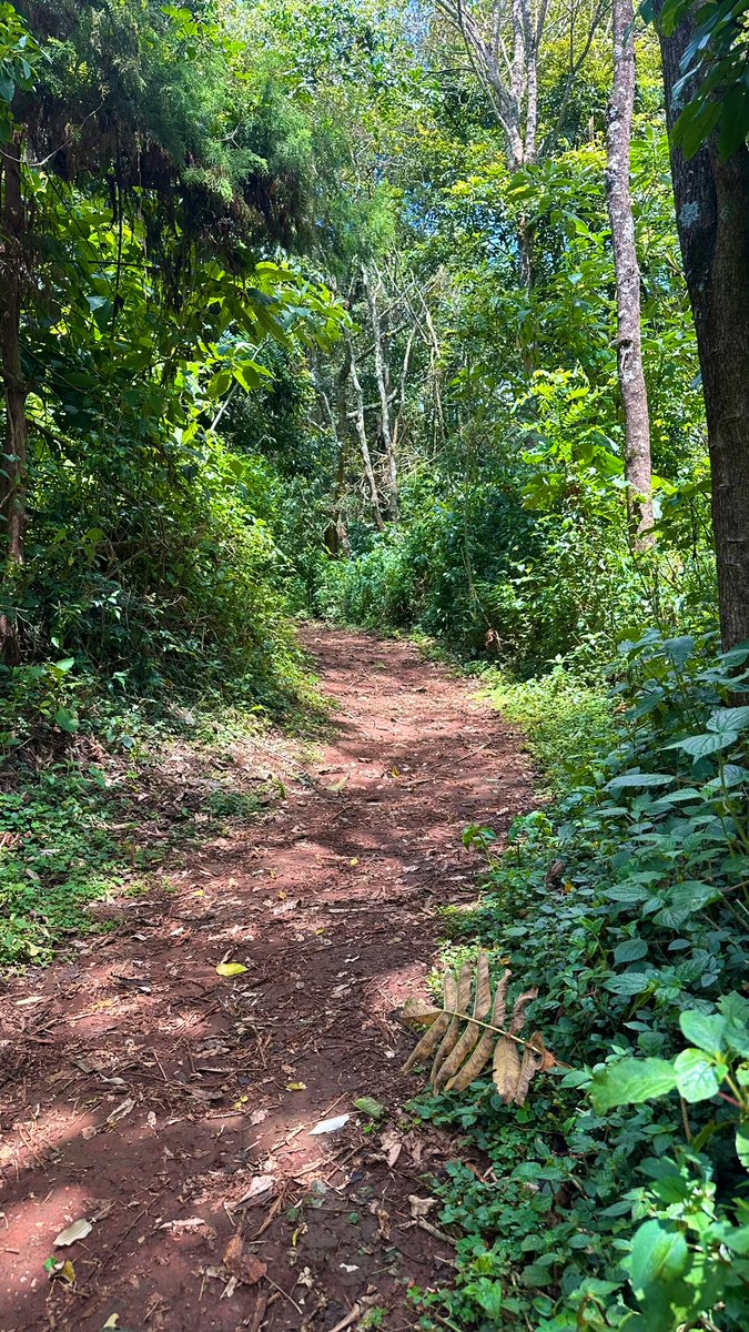 waithera_jk's tweet image. today i walked 3km and had creamy shrimp pasta for dinner ☘️