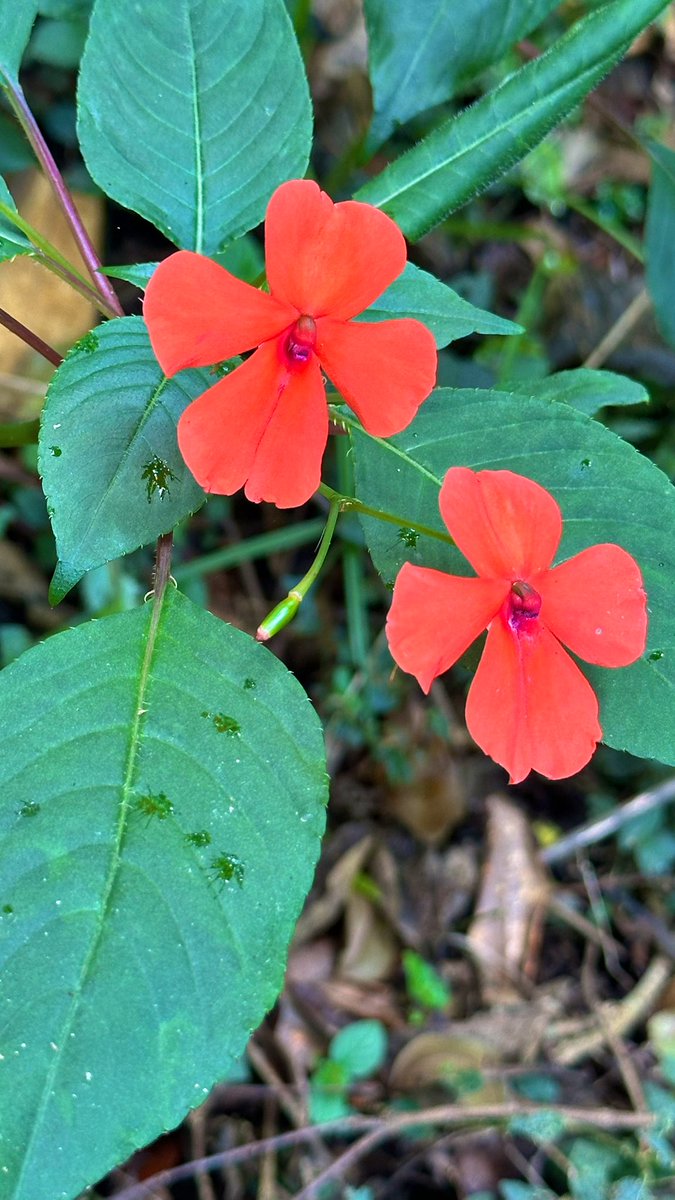 waithera_jk's tweet image. today i walked 3km and had creamy shrimp pasta for dinner ☘️