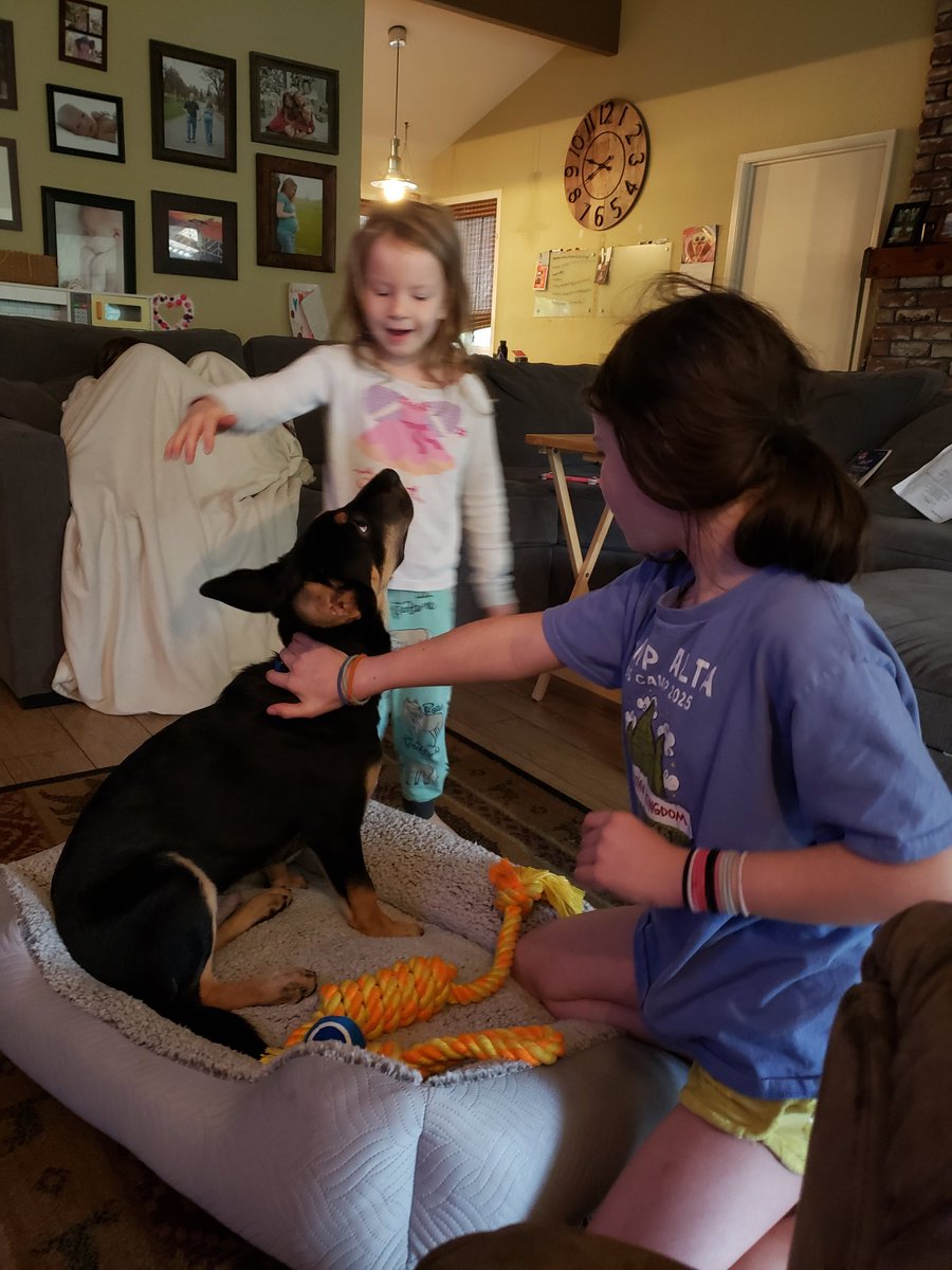 JasonWMizer's tweet image. Trying to teach Down with our new puppy, Dodge.

We&apos;ve got a lot of work to do. 🤪👍