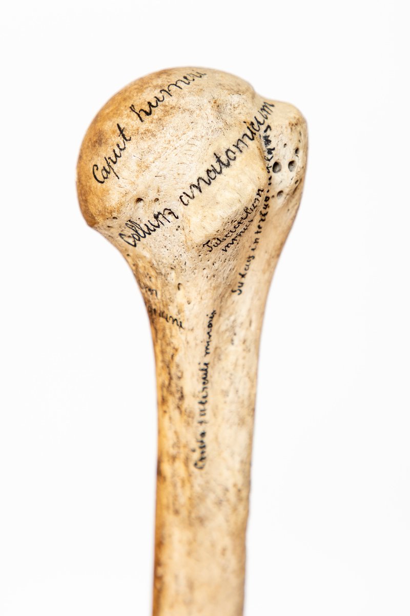 RSU Anatomijas Muzejs | RSU Anatomy Museum tweet media