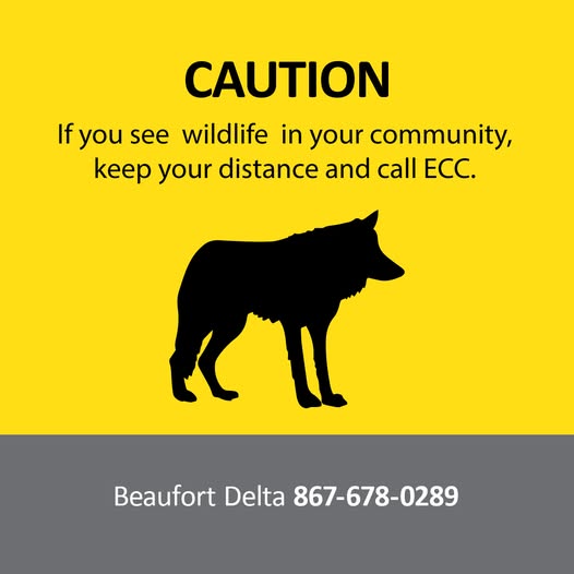 ATTENTION FORT MCPHERSON RESIDENTS:
Wolves have been seen in and around the community. 

Please stay aware, keep pets and children close, remove all attractants and do not approach. If you have concerns or spot a wolf near homes or high-traffic areas, report it to your local ECC