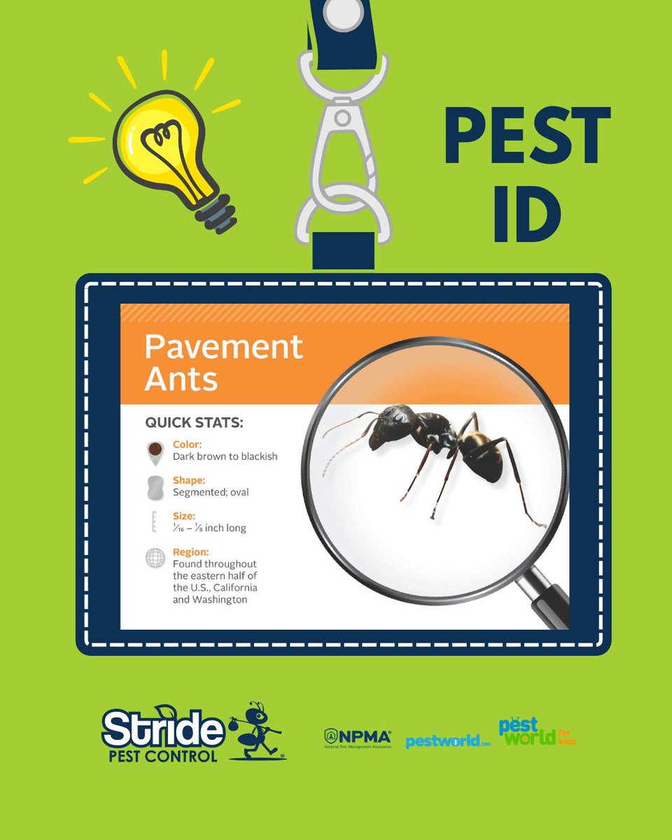 stridepest's tweet image. Different types of ants bring different kinds of trouble to your home.

No matter the species, Stride Pest Control is ready to handle them all.
Protect your home with proven, professional ant control.

#StridePestControl #AntProtection #PestFreeLiving