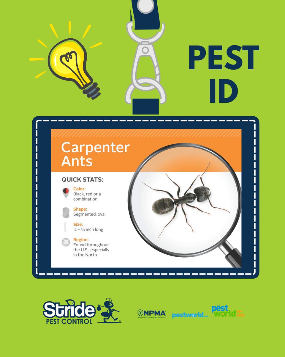 stridepest's tweet image. Different types of ants bring different kinds of trouble to your home.

No matter the species, Stride Pest Control is ready to handle them all.
Protect your home with proven, professional ant control.

#StridePestControl #AntProtection #PestFreeLiving