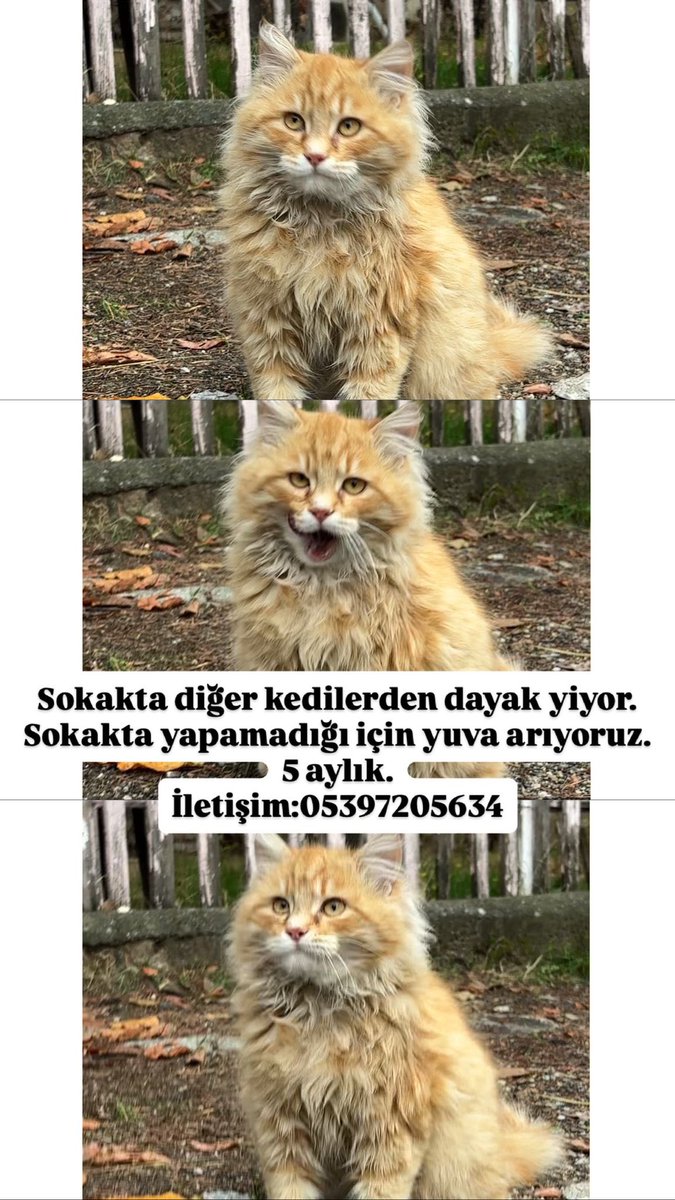 Sokakta diğer kedilerden şiddet görüyor. Ömürlük yuvasını arıyoruz. 5 aylık sarmanişko bebek 

Ankara 
İletişim 5397205634