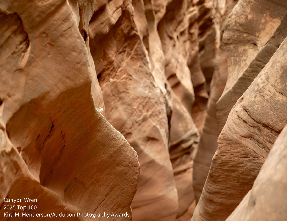 Congratulations to Kira M. Henderson, whose stunning photo of a Canyon Wren in Green River, Utah, was named to the 2025 Audubon Photography Awards Top 100!

See the full list at buff.ly/F4afM5K.

#Utah #Birds