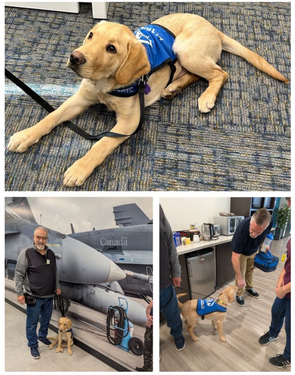 arcfieldcanada's tweet image. We were excited to meet Maverick, our sponsored guide dog with @bcguidedogs who stopped by our office in Calgary with his puppy trainer. It was great to meet him in person. We look fwd to following his training to become a valuable guide dog for those in need.
#guidedogs