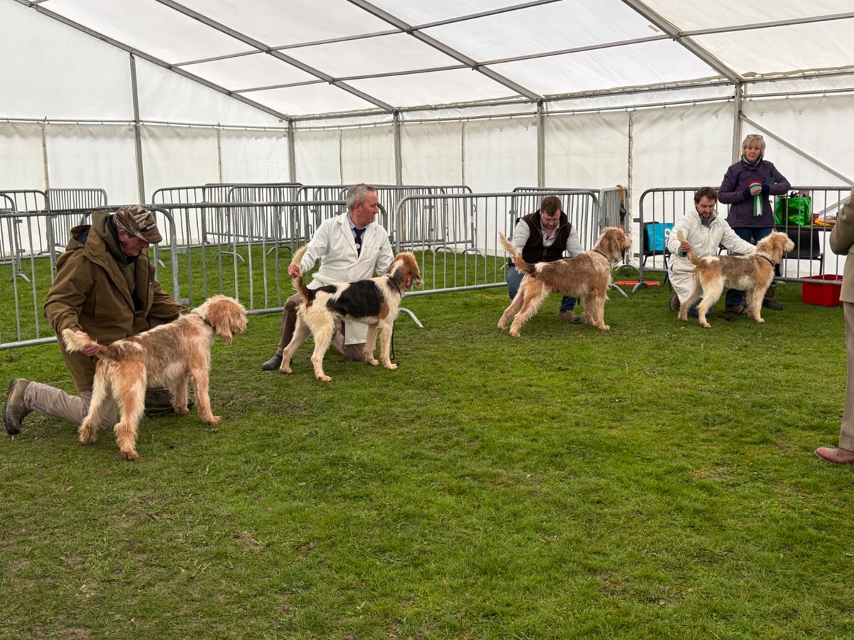CAevs's tweet image. Congratulations to Towy &amp;amp; Cothi for winning every single Welsh hound class at the Royal Welsh Winter Fair today in very good company! This must be a first, with T&amp;amp;C Bomber taking the Welsh Championship from his kennel mates and going on to be champion hound of the show!