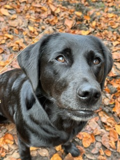millypod1's tweet photo. DARCY HOME SAFE. THANKS FOR RT's 😊🐕🐾

🆘20 NOV 2025 #Lost Darcy #ScanMe #PUPPY 
Small YOUNG Labrador Retriever Female 
Windlestone Grange, Windlestone Park #DL17 
Aycliffe North and Middridge #CountyDurham https://t.co/dZ3aigYysd https://t.co/PiC4MjWV6c
