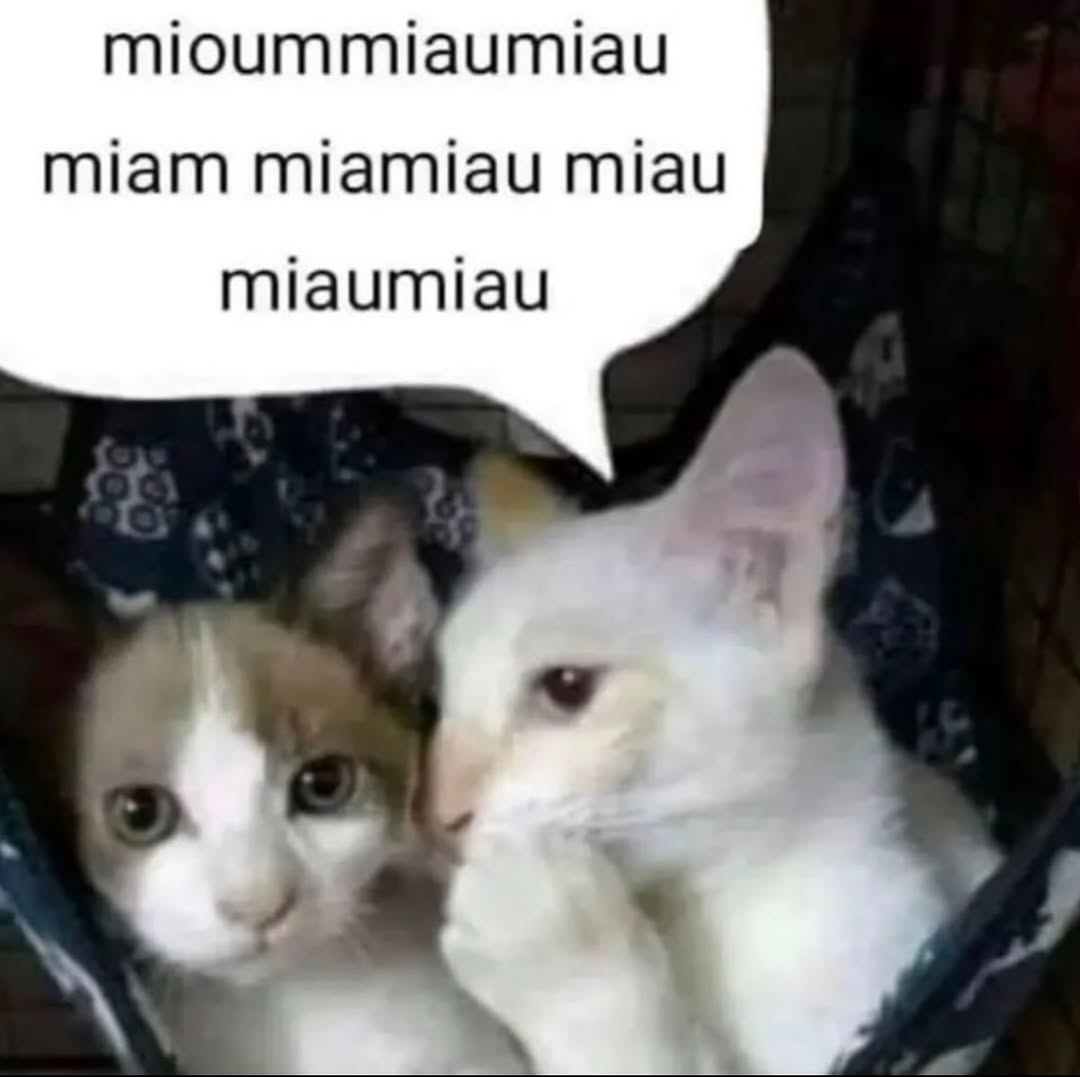 smol silly cat tweet media
