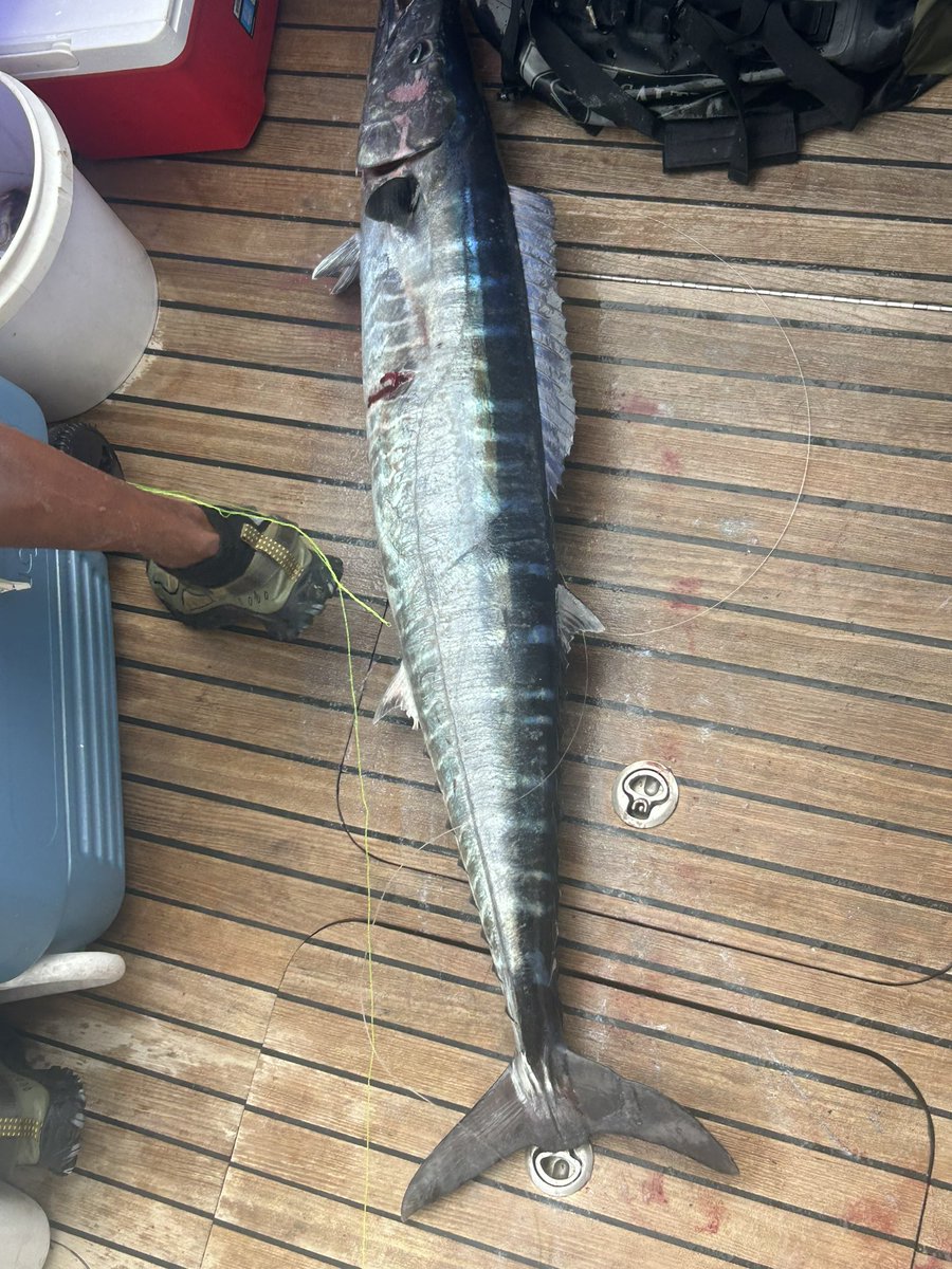 janhilO2's tweet image. Pez 🐟 Peto 25.5 lbs

#lovearoundtheworld