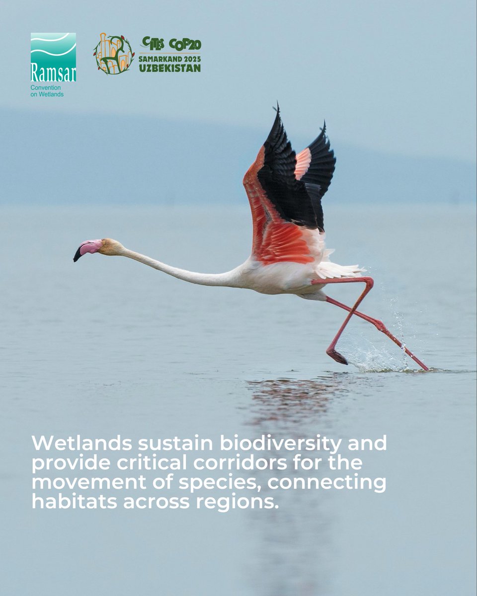 RamsarConv's tweet image. #CITESCoP20: @CITES ensures that international trade in specimens of wild animals and plants does not threaten the survival of the species.

Wetlands sustain biodiversity and provide critical corridors for the movement of species, connecting habitats accros regions.