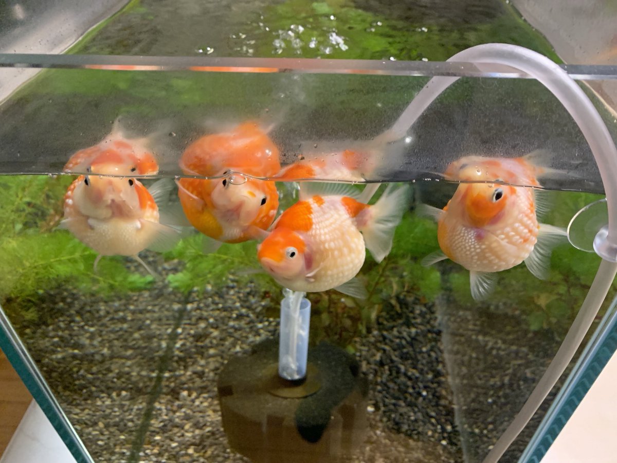 kotakotaurotako's tweet image. 視線のレーザービーム