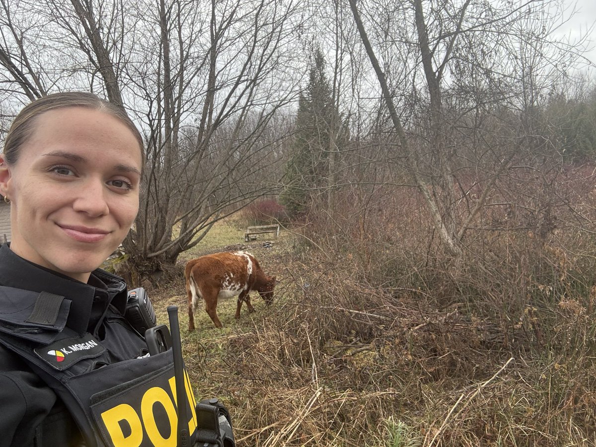 🐄 Not all calls are about crime! Today, Cst. Morgan showed off his cow‑herding skills after a few curious bovines wandered into someone’s yard.

From traffic stops to farmyard drop‑ins, we enjoy all kinds of policing — keeping our community safe (and moo‑ving along) in every