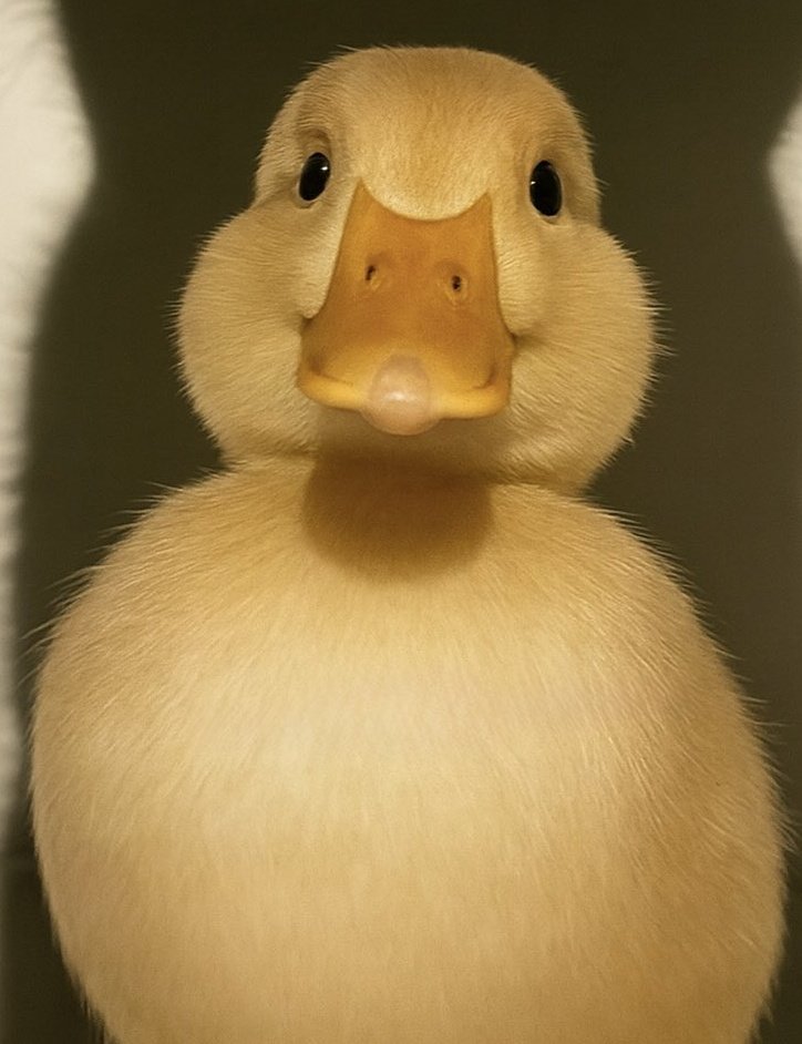 itzwisd's tweet image. Where are the quackers in the house...

Drop a gQuack on the comment section let&apos;s earn some quacks together...