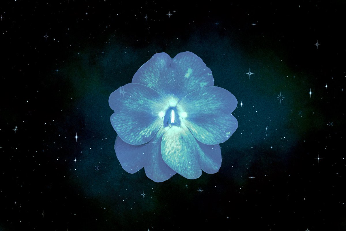samanthacavet's tweet image. There are whole universes hidden inside every flower