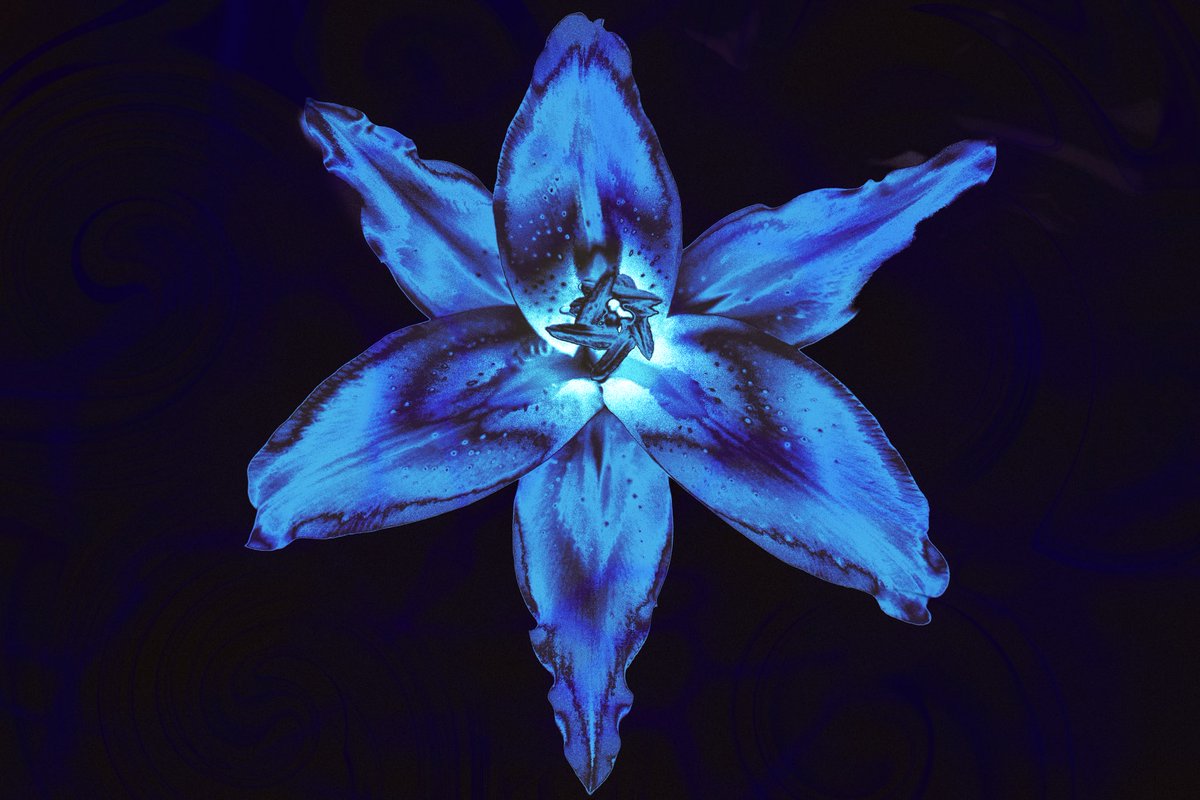 samanthacavet's tweet image. There are whole universes hidden inside every flower
