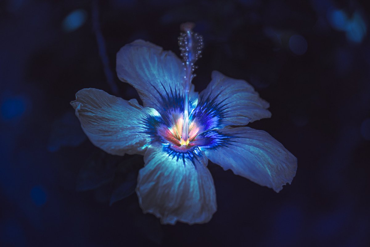 samanthacavet's tweet image. There are whole universes hidden inside every flower