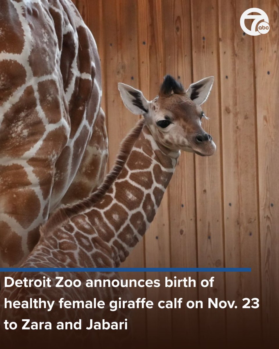 Adorable panda flops down into hammock for a nap at Toronto Zoo, image size:960x1200