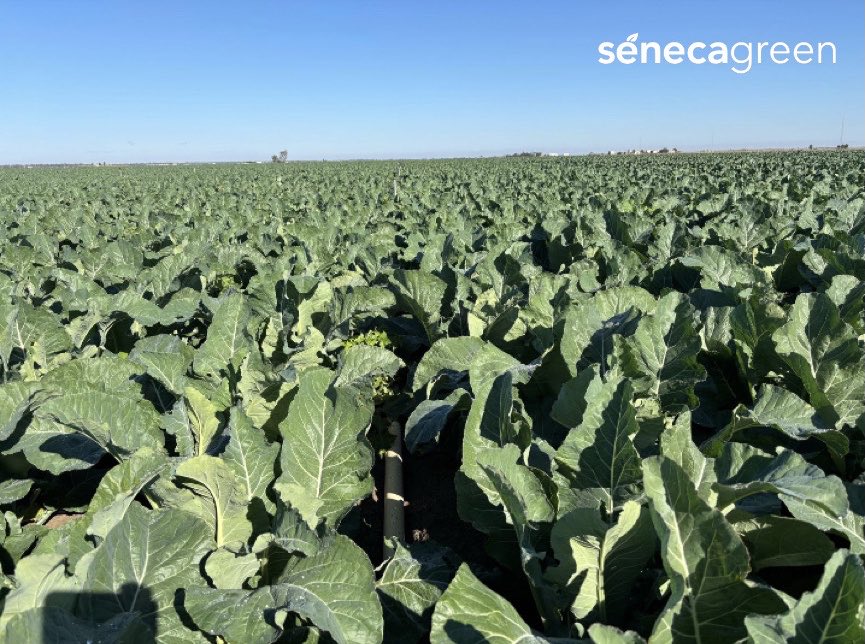 Seneca Green Agro tweet media