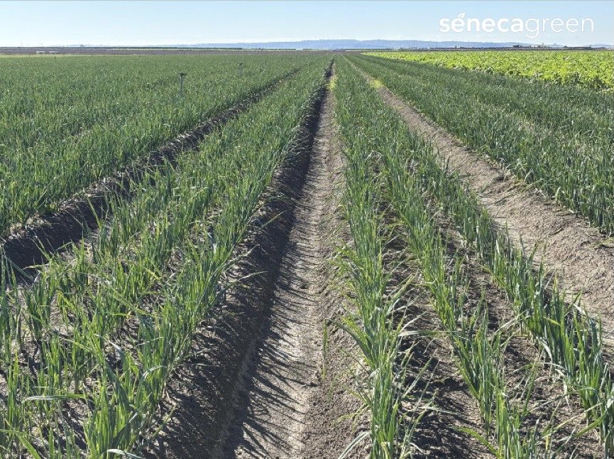 Seneca Green Agro tweet media