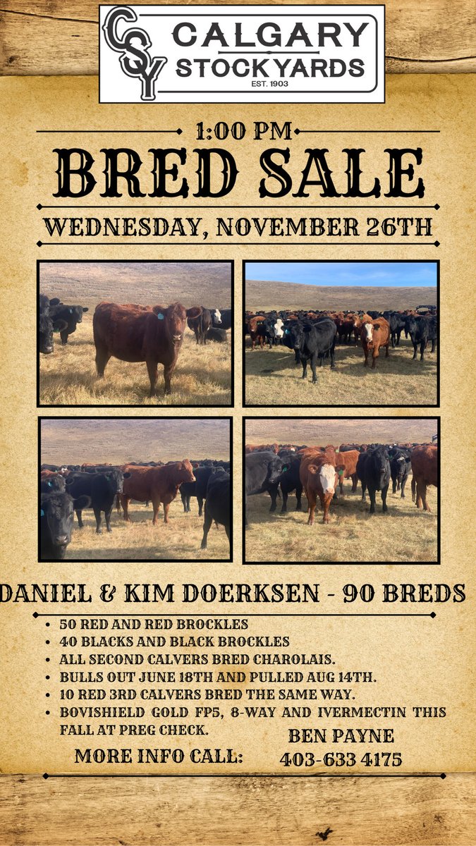 CSYStrathmore's tweet image. Upcoming Bred Sale:
 Wednesday, November 26th at 1:00 PM
   Daniel and Kim Doerksen - 90 Breds
   Resch Ranch - 150 Breds​​
   Crooked Creek Ranch - 440 Breds Cows

calgarystockyards.com/bred-sales

Online Live bidding at teamauctionsales.com for our Bred Sales.

://wix.to/63GBs9z