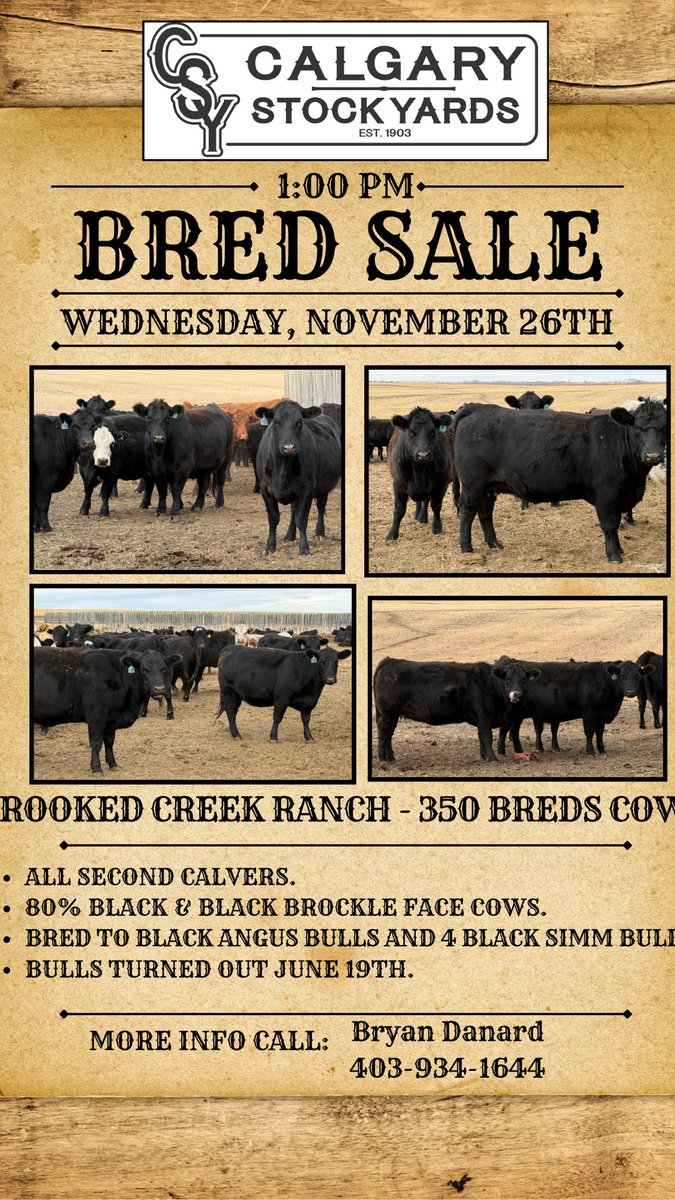 CSYStrathmore's tweet image. Upcoming Bred Sale:
 Wednesday, November 26th at 1:00 PM
   Daniel and Kim Doerksen - 90 Breds
   Resch Ranch - 150 Breds​​
   Crooked Creek Ranch - 440 Breds Cows

calgarystockyards.com/bred-sales

Online Live bidding at teamauctionsales.com for our Bred Sales.

://wix.to/63GBs9z