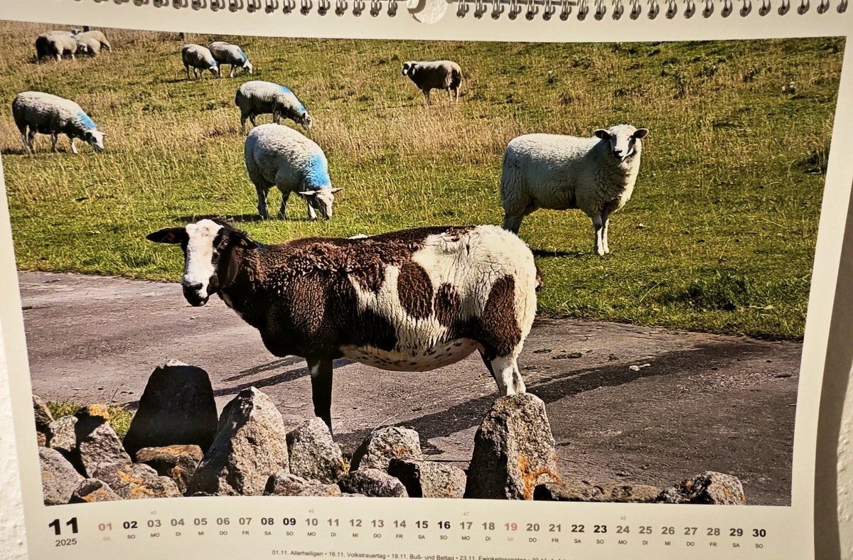 fussball_freund's tweet photo. #ScharfeSchafe Kalenderblatt November: Das Kuhschaf. Ein Schaf 🐑 im Gewand einer Kuh 🐄. Gesehen auf dem Deich, na klar, auf Pellworm. #Nordsee #Nordfriesland #Pellworm https://t.co/76Opnn6w5e