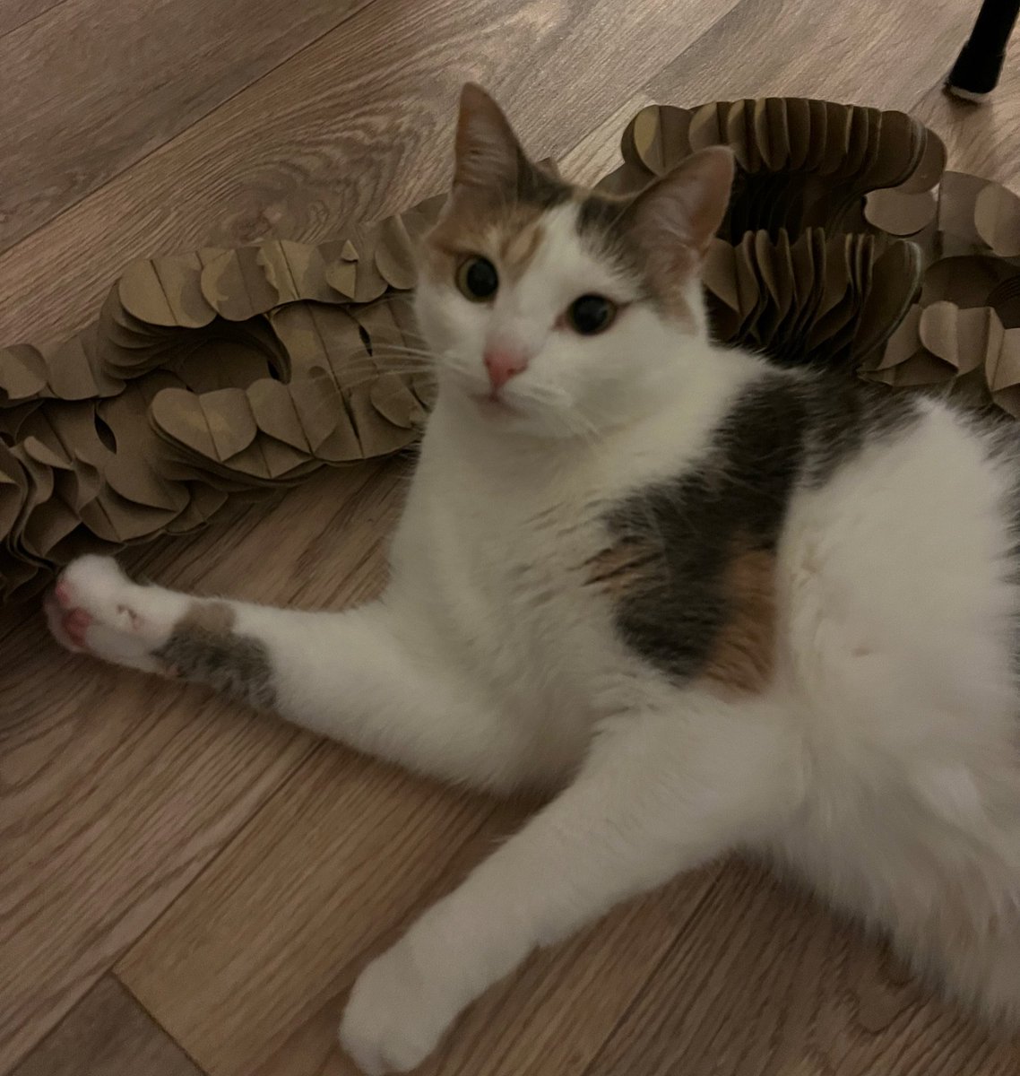 bonsoir ma princesse adorée 😻😻