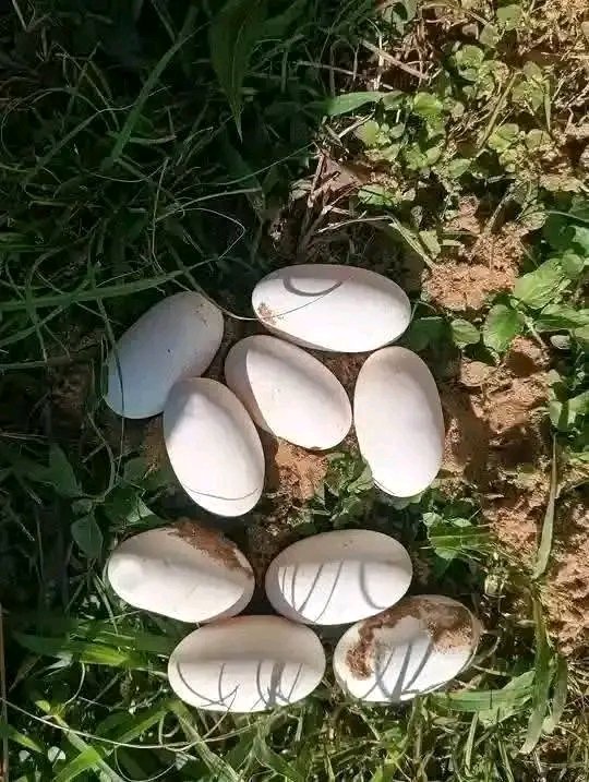 MANOTI JIMMY tweet media