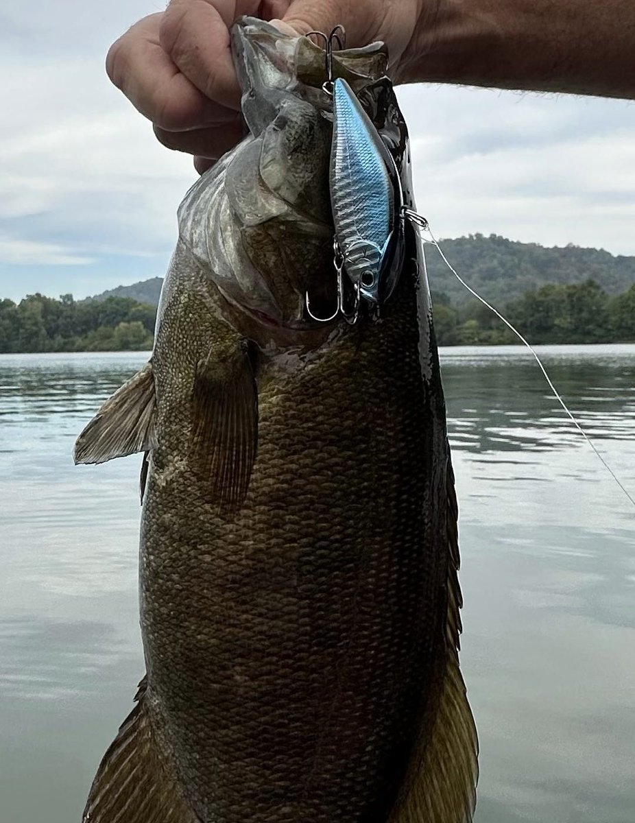 "When bass are in the grass, an LV500 is a great choice for triggering strikes. This smallmouth fell victim to the lure when it was ripped free from the grass. Zebra Aurora Black is great shad imitator to help elicit strikes."-Brad Billeter #LV500 #ZebraAuroraBlack #LuckyCraft