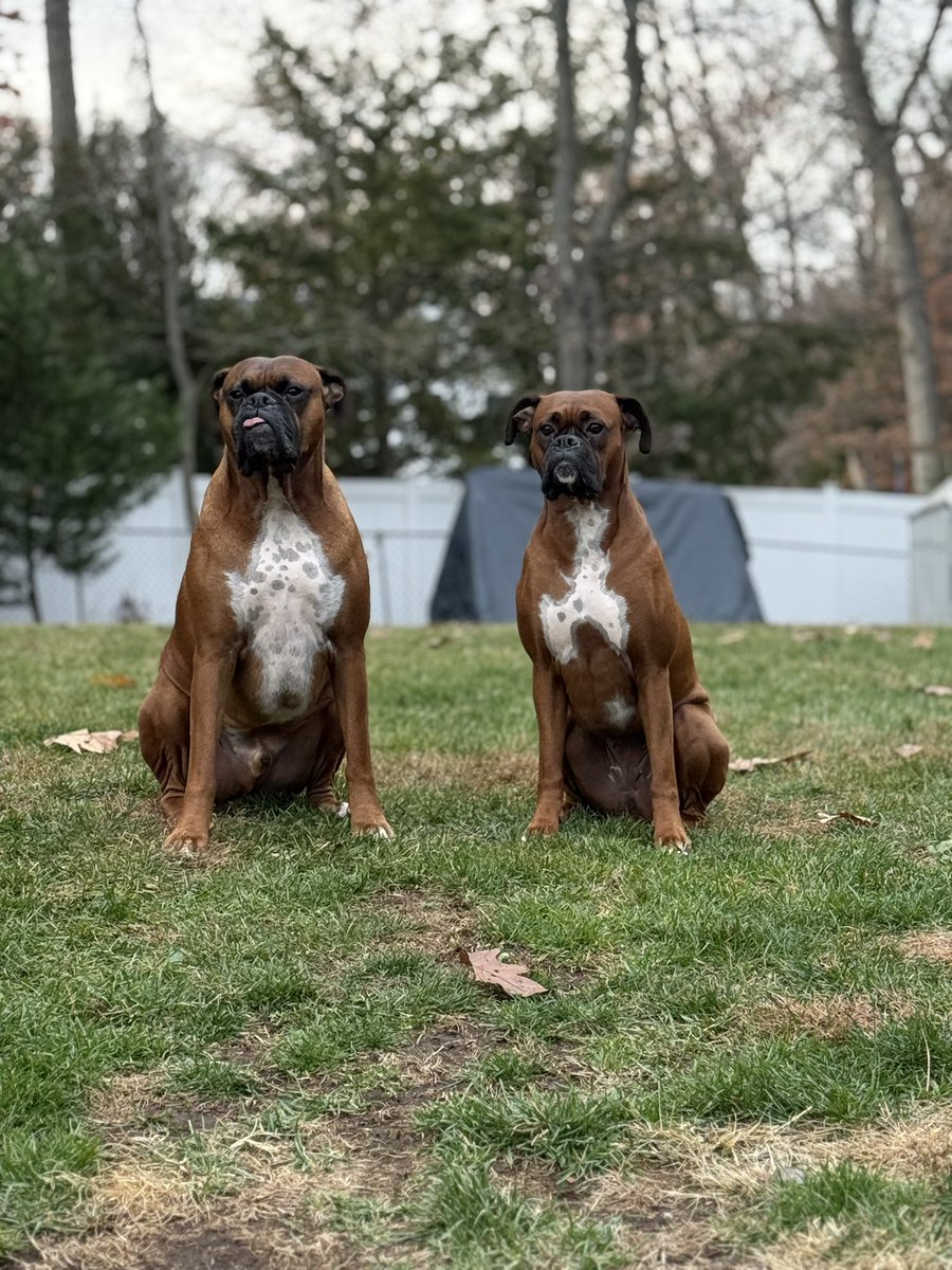 inntothenight's tweet image. It’s rare I get them in a pose  

#boxerpuppy #boxerdogs #boxerlife 
#boxerlovers #boxersrock #boxersoftwitter #boxerdogsoftwitter #dogsoftwitter #dogsofx