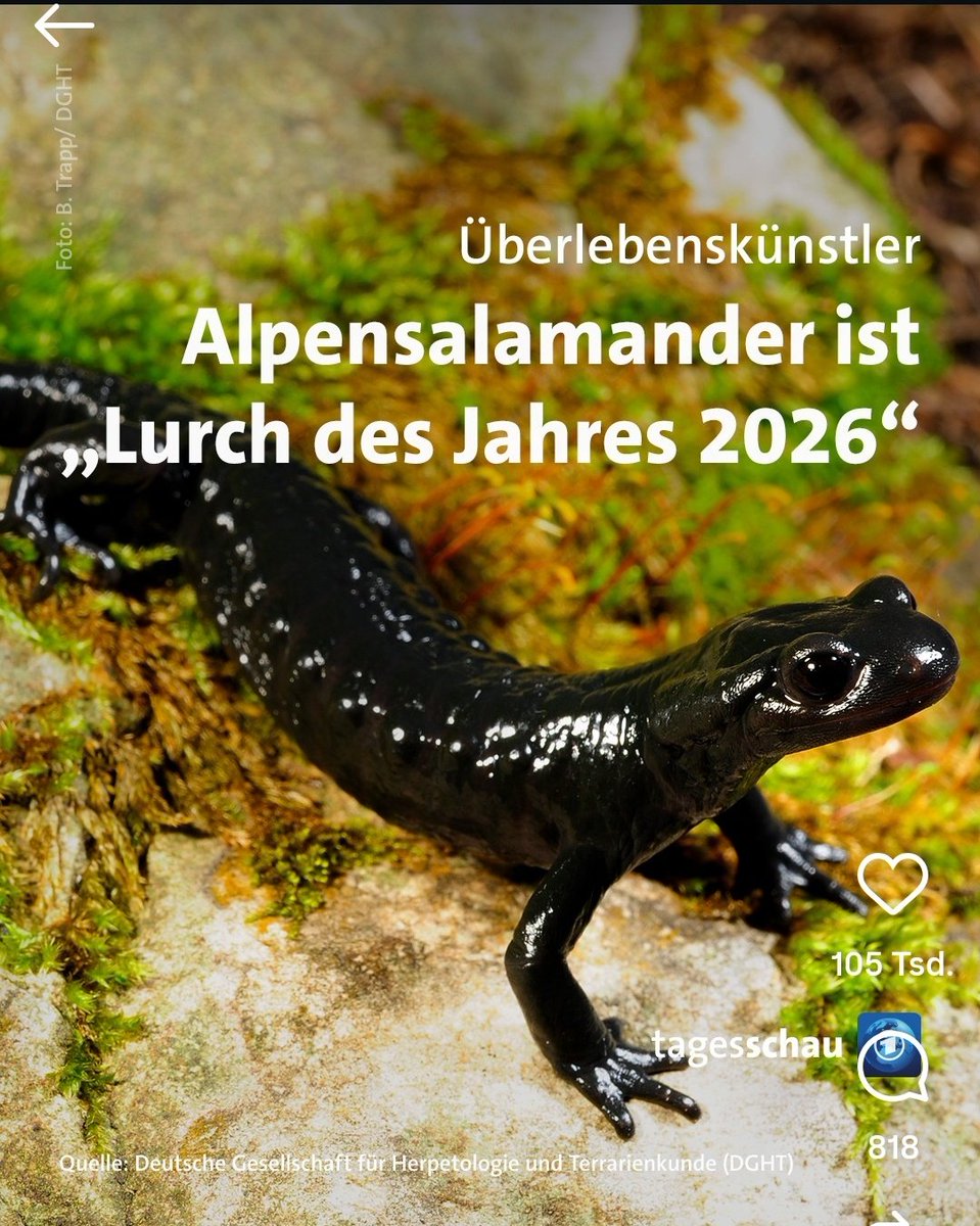 Warum gewinnt nicht <a href="/fitzellurch/">Rijk van Smaak</a>
Der beste Lurch