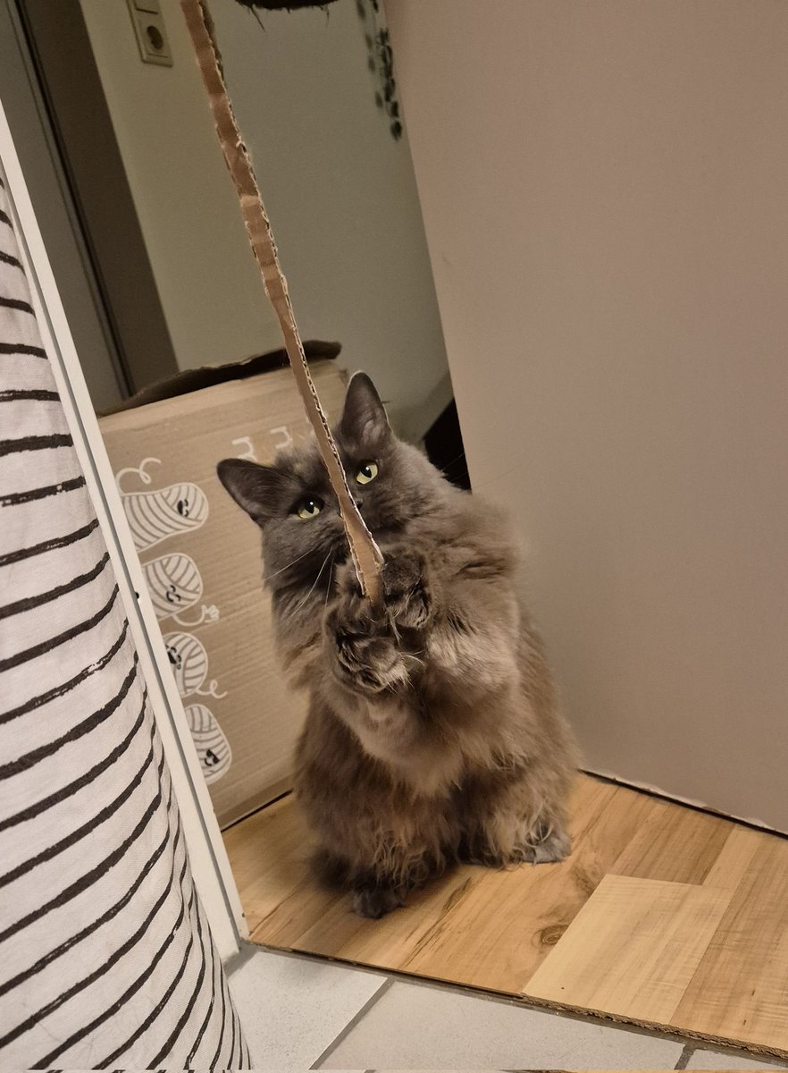 dasha_the_kitty's tweet image. pls look at this little creature