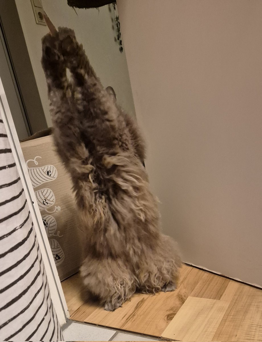 dasha_the_kitty's tweet image. pls look at this little creature