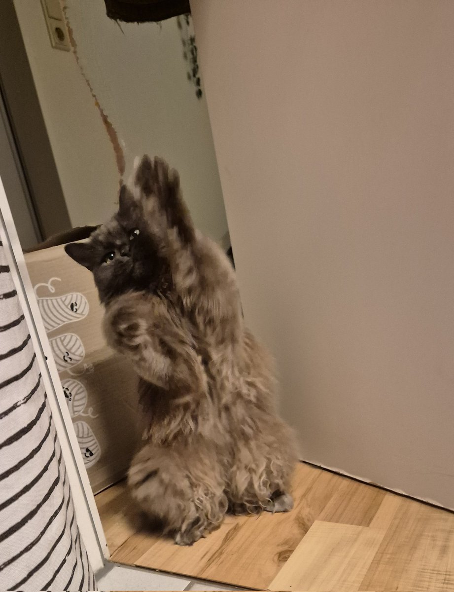 dasha_the_kitty's tweet image. pls look at this little creature