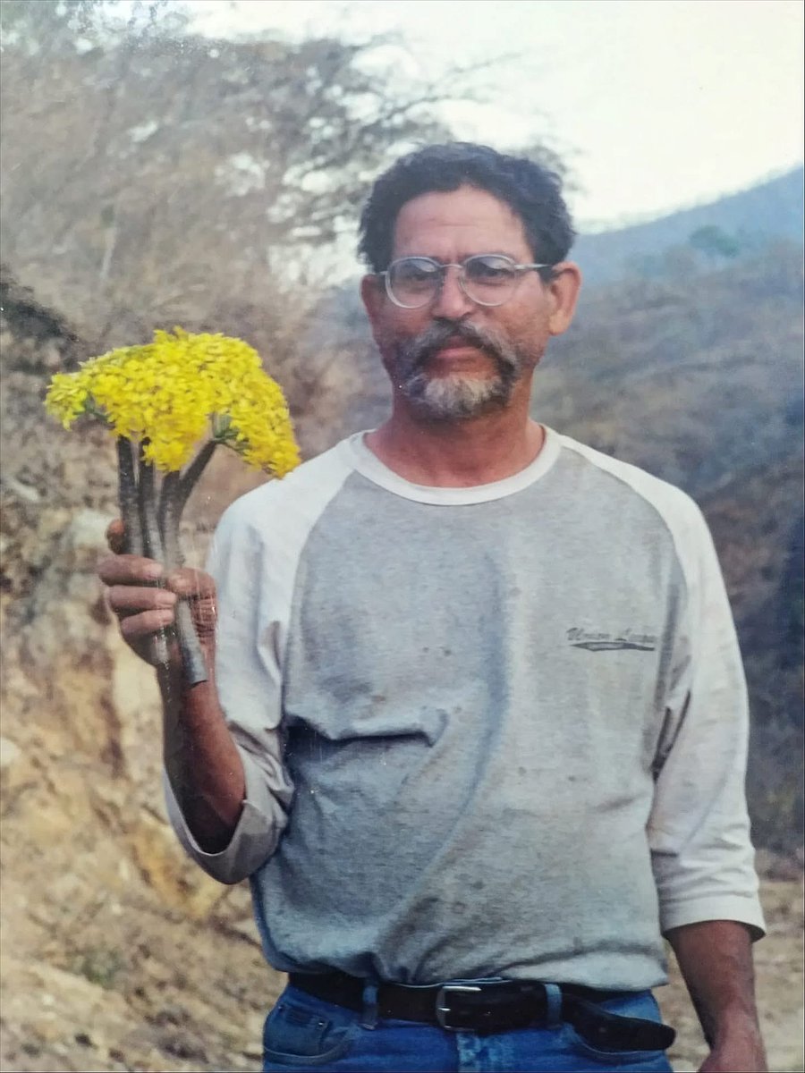 PlantaMexicana's tweet image. ¡Nueva especie de #bambú mexicano dedicada a Miguel Cházaro†!

#Olmeca chazaroi Ruiz-Sanchez &amp;amp; Marinero-Sobal, sp. nov. (#Poaceae).

Esta especie se conoce únicamente de una porción de bosque mesófilo de montaña en el municipio de Huatusco, Veracruz.

phytotaxa.mapress.com/pt/article/vie…