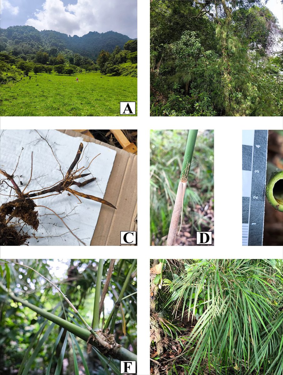 PlantaMexicana's tweet image. ¡Nueva especie de #bambú mexicano dedicada a Miguel Cházaro†!

#Olmeca chazaroi Ruiz-Sanchez &amp;amp; Marinero-Sobal, sp. nov. (#Poaceae).

Esta especie se conoce únicamente de una porción de bosque mesófilo de montaña en el municipio de Huatusco, Veracruz.

phytotaxa.mapress.com/pt/article/vie…