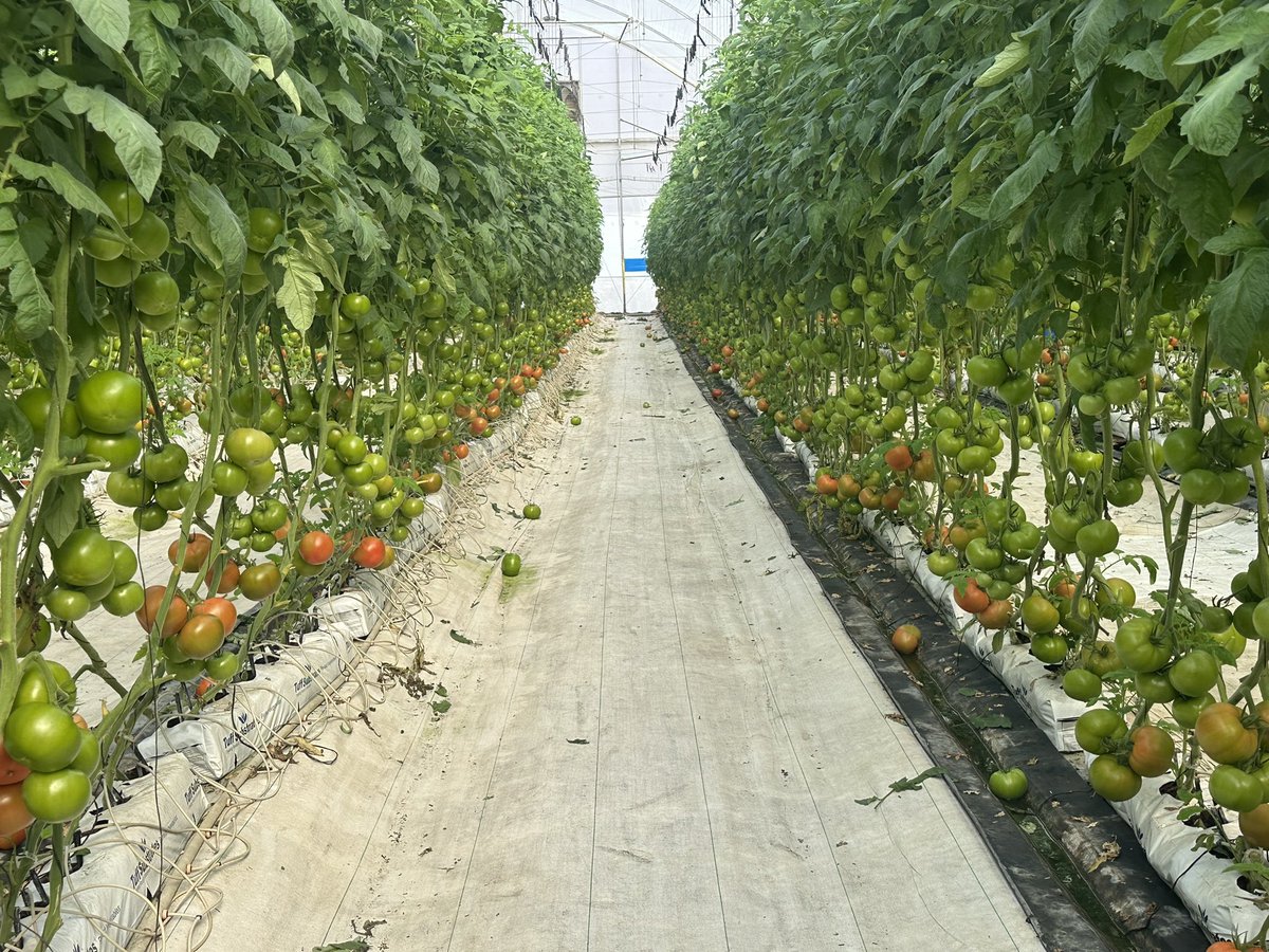 agrochamorro's tweet photo. En poco de mi trabajo! https://t.co/Anp2uyplQ4