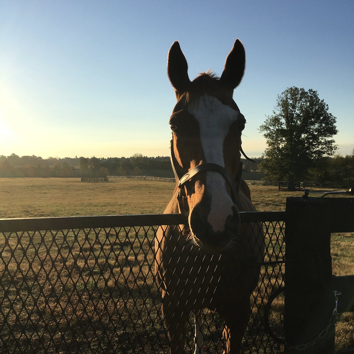 Julie Witt tweet media