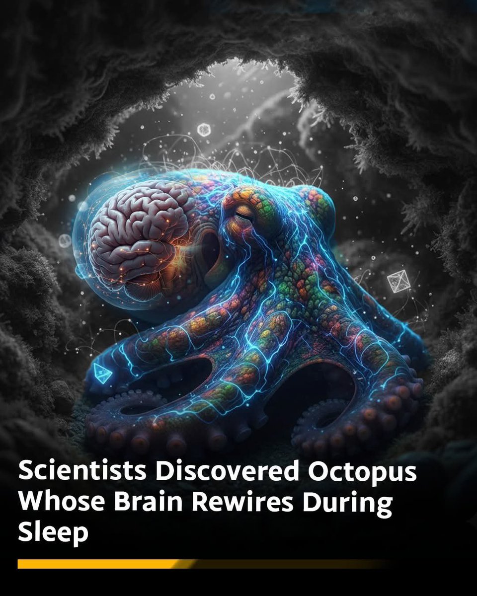 🐙 Biologists documented an octopus whose nervous system reorganizes its neural maps during sleep. Each morning it wakes with a refreshed set of circuits. No other animal has shown nightly brain rewiring at this scale. The discovery reveals how intensely flexible octopus
