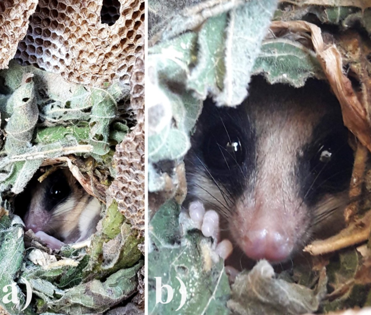 "First record of nesting of marsupial Tlacuatzin (Didelphidae) in wasp combs" por A. Martínez-Martínez, D. Guerrero-Guerra, R. M. Gómez-Ugalde, N. Martín-Regalado y M. C. Lavariega publicada en nuestra revista científica Therya Notes: doi.org/10.12933/thery…