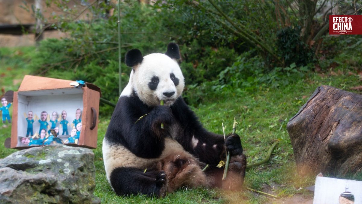 Viaje histórico: los pandas de Beauval regresan a China @EfectoChina tinyurl.com/bdhhwedf