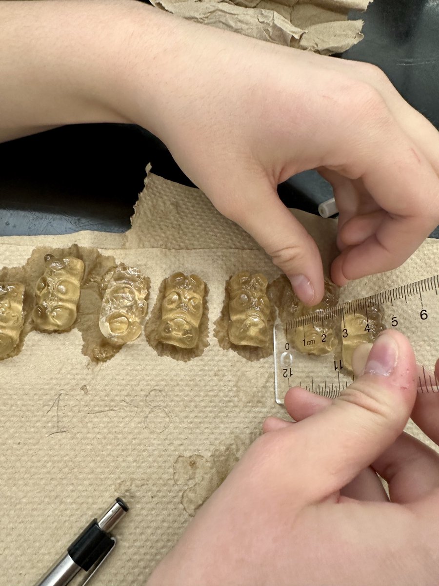 simone_stella74's tweet photo. @Kamloops_SD73 KSA A&amp;P 12 students doing inquiry on the tonicity of gummy bears.  Question, hypothesize, analyze, communicate.  Real science! https://t.co/GJ3KTDLQnl