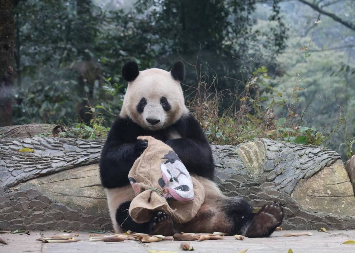 machigodo's tweet image. どやー。

#シャンシャン  #パンダ  #panda #giantpanda  #雅安碧峰峽大熊貓基地  #香香